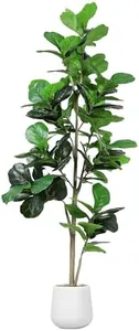 7FT Artificial Fiddle Leaf Tree